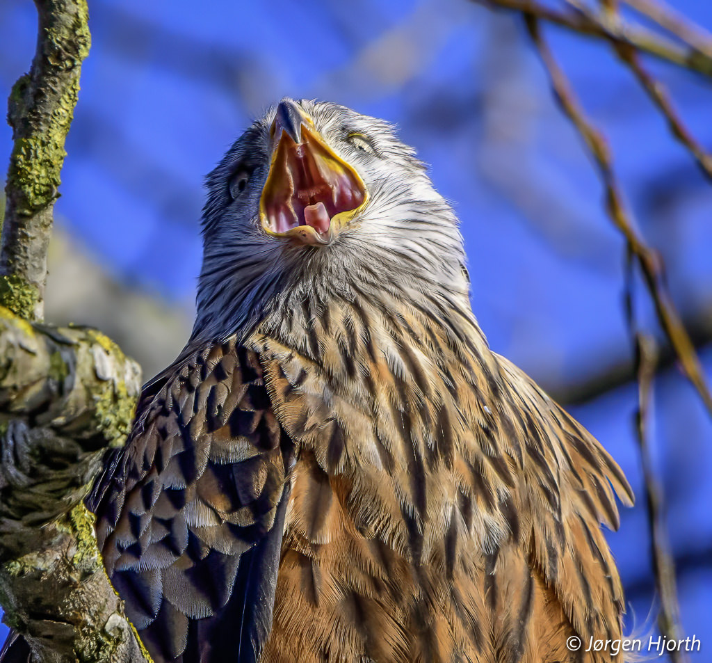 Rød Glente søger mage ved at kalde ud i luften.